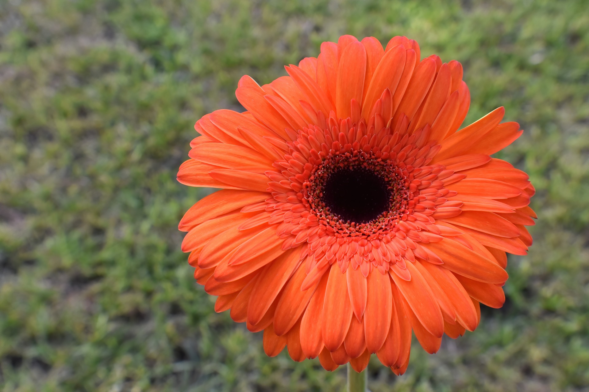 Single bloom of vivid orange gerber daisy